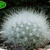 Mammillaria _senilis_ 01